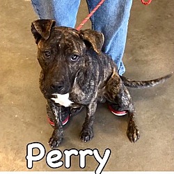 Thumbnail photo of Perry-URGENT #1