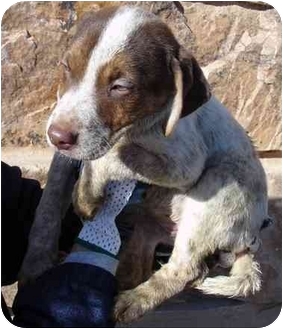 springer spaniel aussie mix