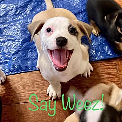 Thumbnail photo of Weezer #1