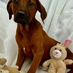 Photo of River (Hound Pup)