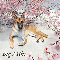 Thumbnail photo of Big Mike #2