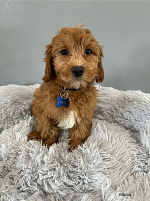 West Milford, NJ - Cavapoo. Meet Marco a Pet for Adoption - AdoptaPet.com
