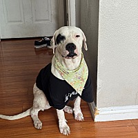 adopt a pet