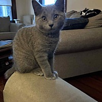 adopt a pet