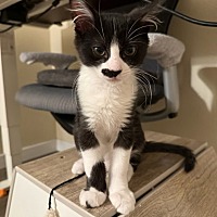 adopt a pet