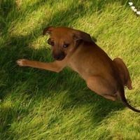 adopt-pet