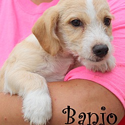 Thumbnail photo of Banjo~adopted! #1