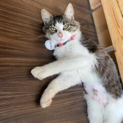 Photo of 55122A Amber-Pounce Cat Cafe