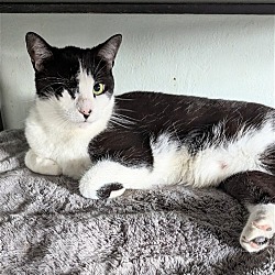 Photo of Scooter