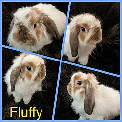 Thumbnail photo of Fluffy #4