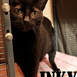Photo of Inky