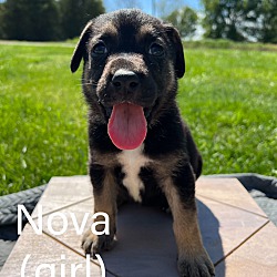 Thumbnail photo of Nova #4