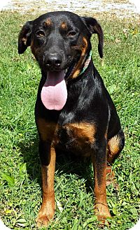 black and tan cattle dog