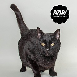 Thumbnail photo of Ripley @PetSmart, Woodhaven #4