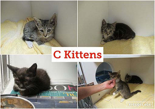 Henderson, NC - Domestic Shorthair. Meet C Kittens (3) a Pet for ...