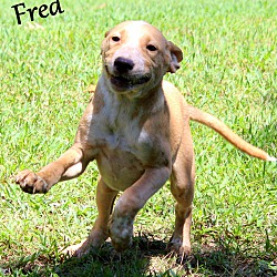 Thumbnail photo of Fred ~ meet me! #1