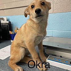 Photo of Okra