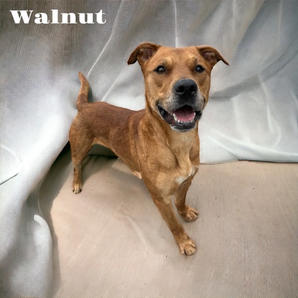 Thumbnail photo of Walnut #3