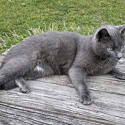 Thumbnail photo of Gray Kitty **COURTESY POST** #1