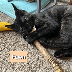 Thumbnail photo of Fawn #2