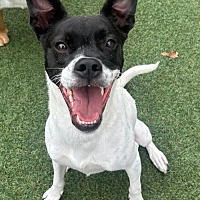adopt a pet