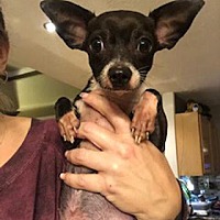 adopt a pet