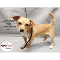 adopt a pet