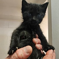 adopt-pet