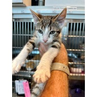 adopt-pet