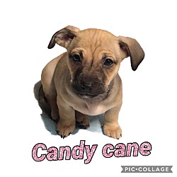 Photo of Candy Cane