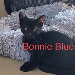 Thumbnail photo of Bonnie Blue #2