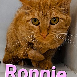 Photo of Ronnie