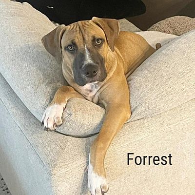 forrest arrow max win