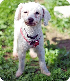mini bedlington terrier