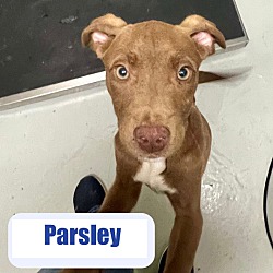 Photo of Parsley
