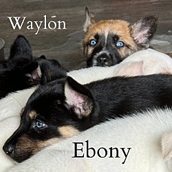 Thumbnail photo of Waylon #2