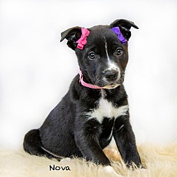 Photo of Nova meet 6/21
