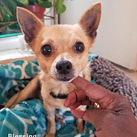 adopt a pet