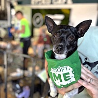 adopt a pet