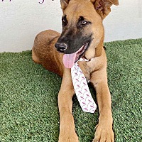 adopt a pet