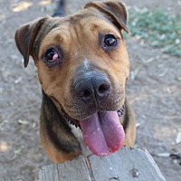 adopt a pet