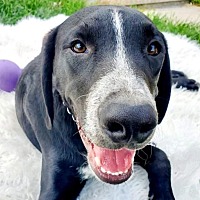adopt a pet