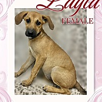adopt a pet