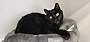 THACHERY BINX - Domestic Shorthair available for adoption