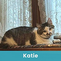KATIE - Domestic Shorthair available for adoption