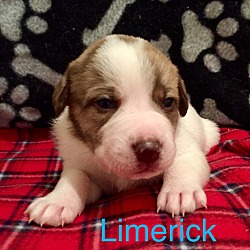 Thumbnail photo of Limerick #1
