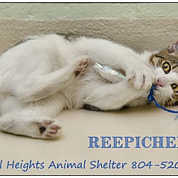 Thumbnail photo of Reepicheep #2