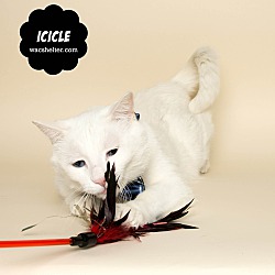 Thumbnail photo of ICICLE (Hearing Impaired; LTR) #2
