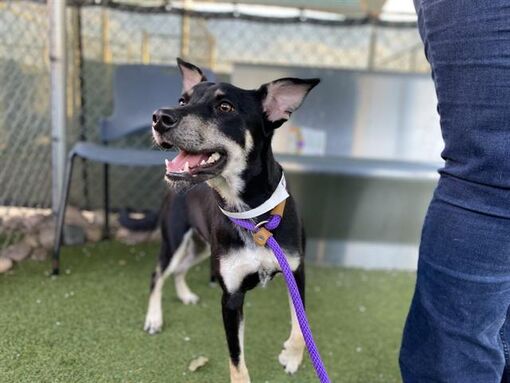 Phoenix, AZ - Australian Kelpie/Chihuahua. Meet CORALINE a Pet for ...