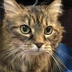 Photo of Daisy (Sweet declawed senior)